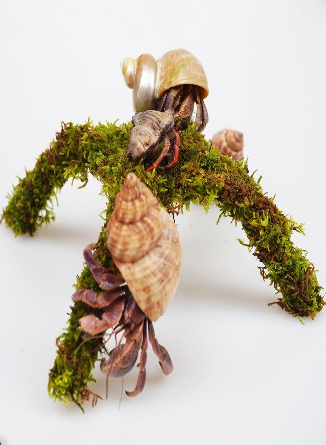 Begeterday Hermit Crab Accessory, Small Platform for Play, Hermit Crab Climbing Toy (6 inch) - Image 2